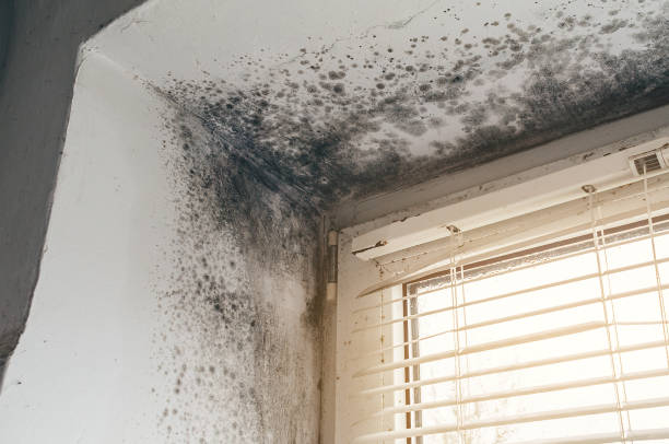 Affordable Basement Mold Removal solutions in Fuquay-Varina, NC